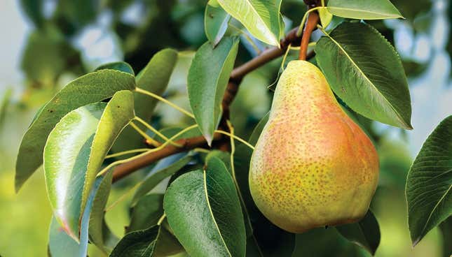 Comice pear